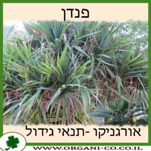 פנדן