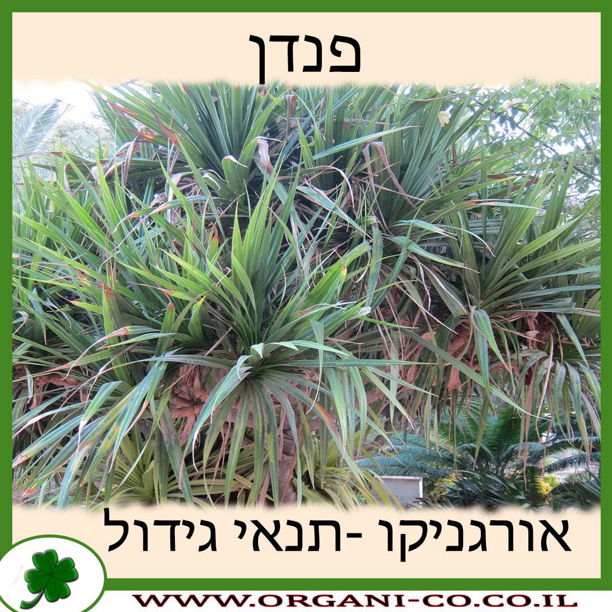 פנדן