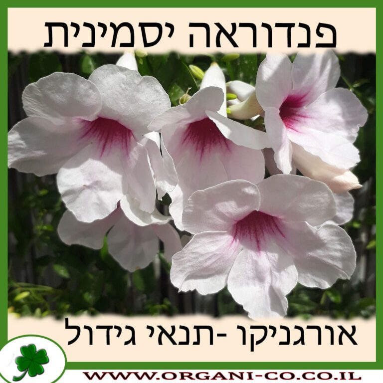 פנדוראה יסמינית פנדוראה יסמינית