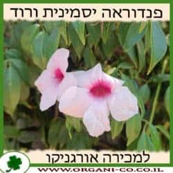 פנדוראה יסמינית ורוד 10 ליטר