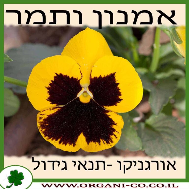 אמנון ותמר אמנון ותמר גידול צמח