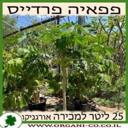 פפאיה פרדייס 25 ליטר