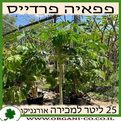 פפאיה פארדיס 25 ליטר למכירה - מחיר