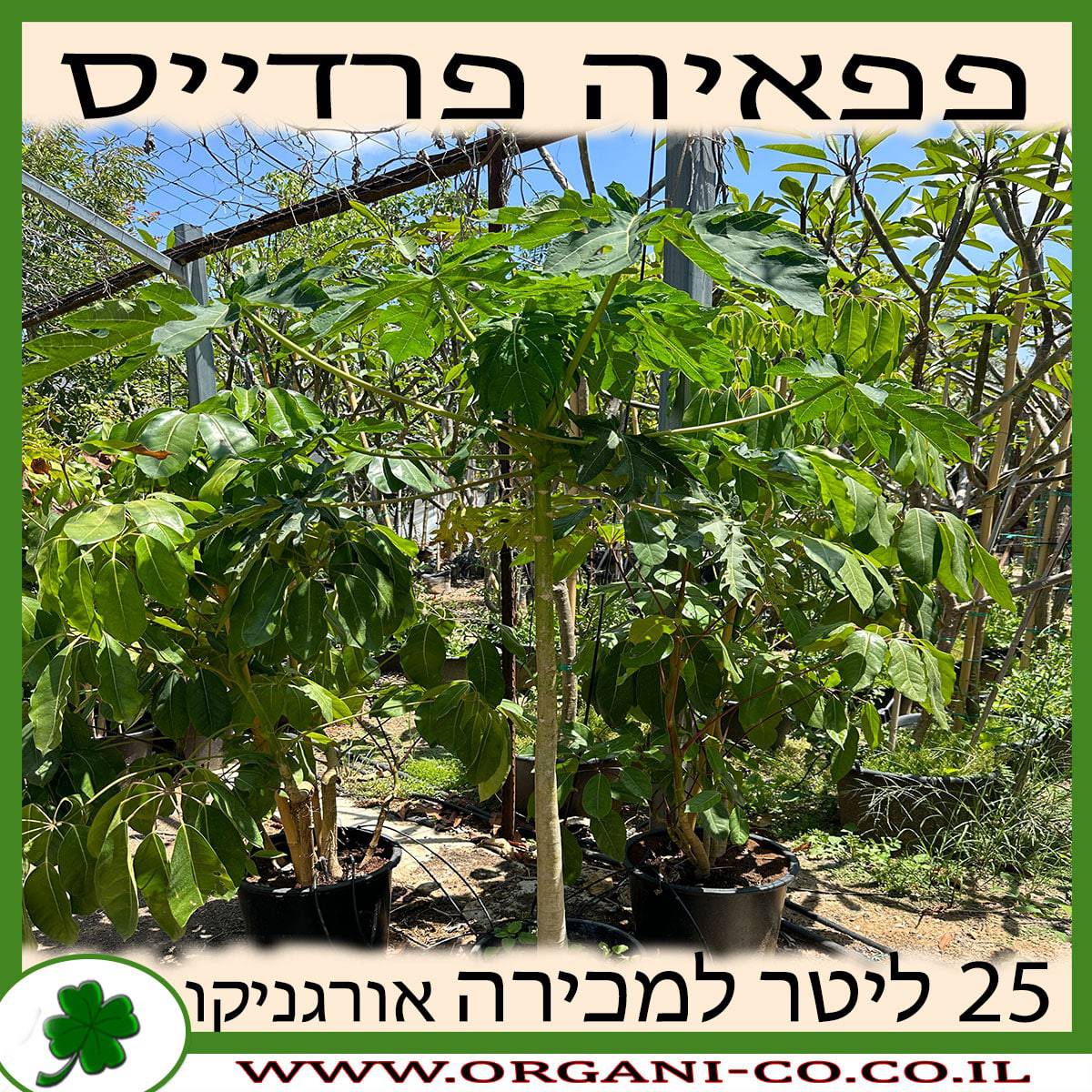 פפאיה פארדיס 25 ליטר למכירה - מחיר