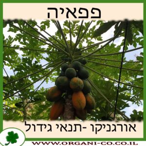 פפאיה גידול צמח