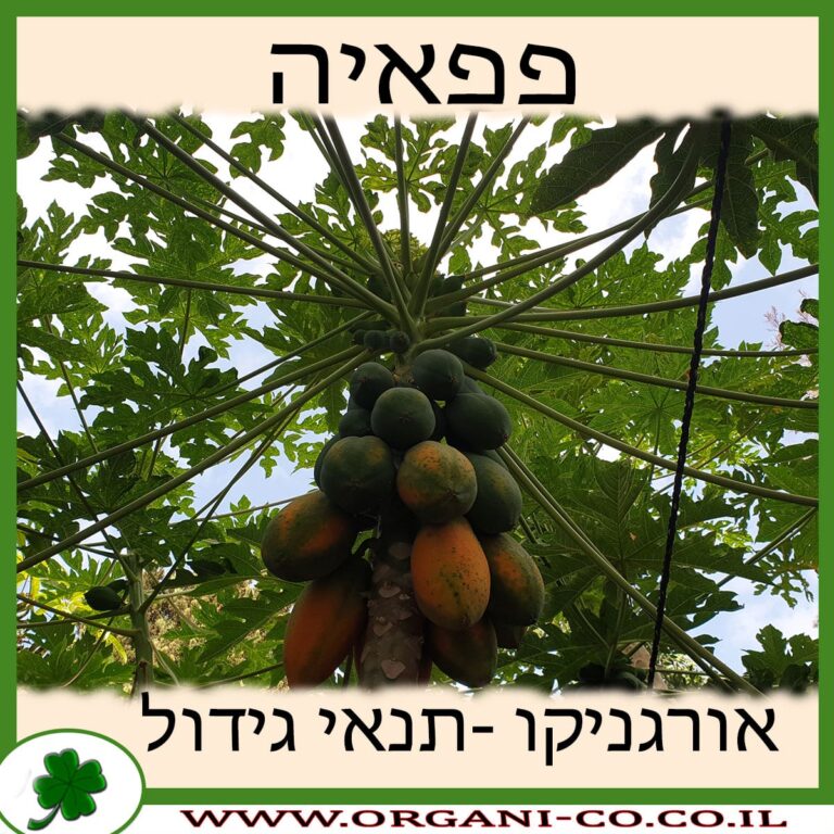 פפאיה פפאיה גידול צמח