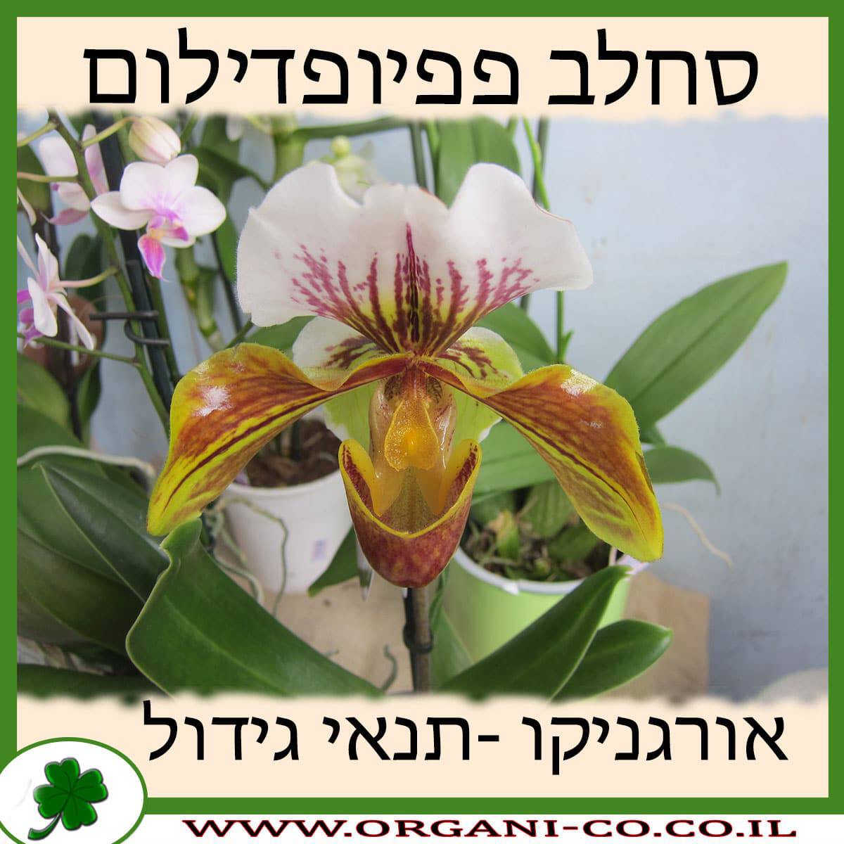 סחלב פפיופדילום