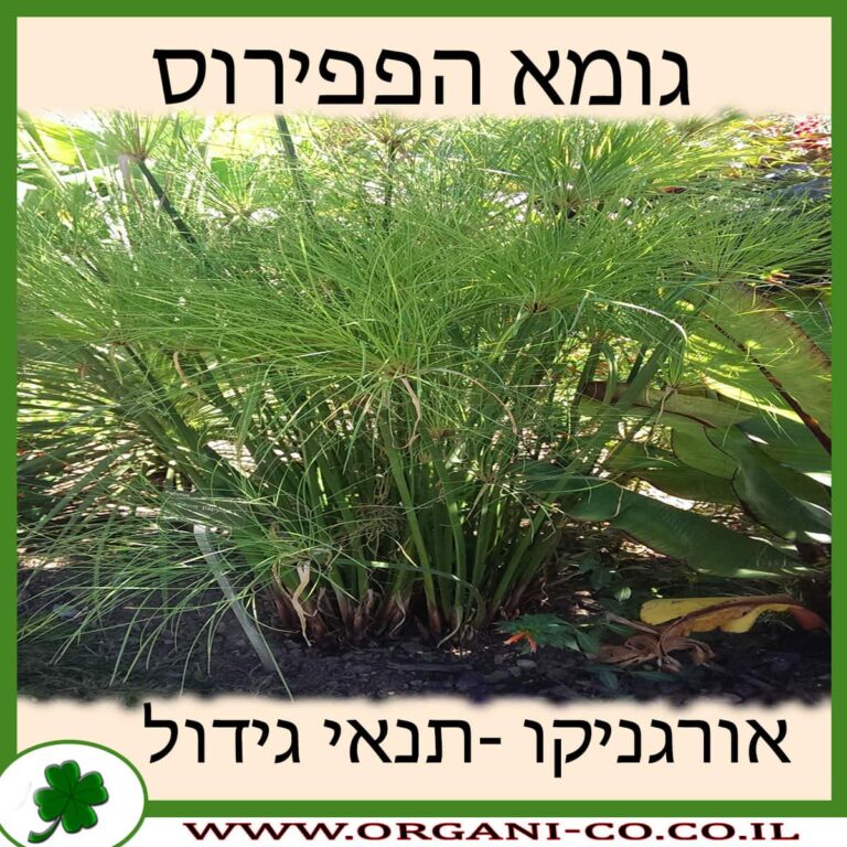 גומא הפפירוס