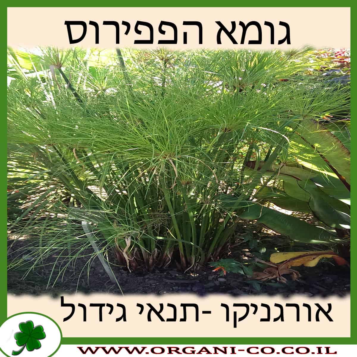 גומא הפפירוס
