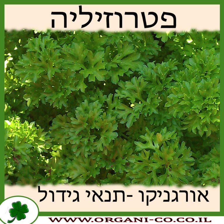 פטרוזיליה פטרוזיליה גידול צמח