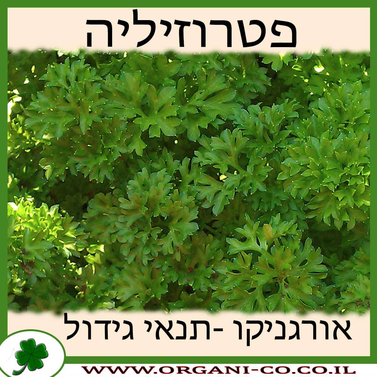 פטרוזיליה גידול צמח