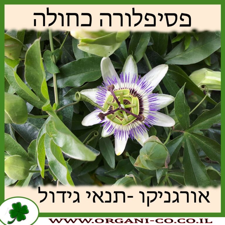 פסיפלורה כחולה