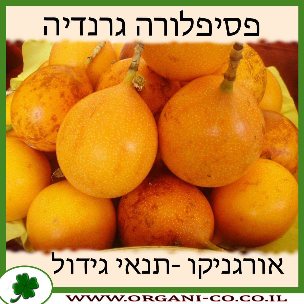 פסיפלורה גרנדיה