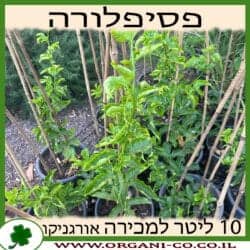 פסיפלורה אכילה 10 ליטר