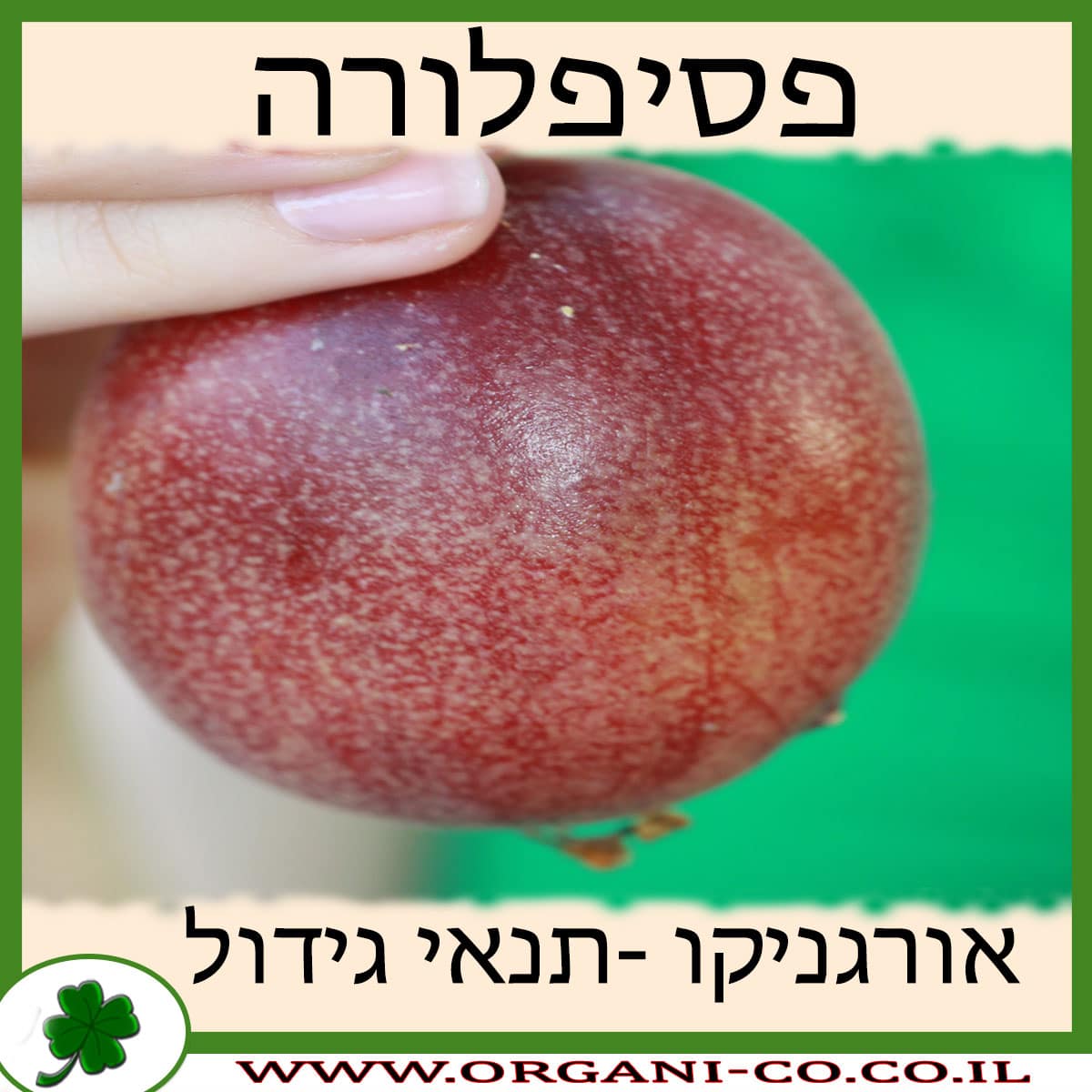 פסיפלורה גידול צמח