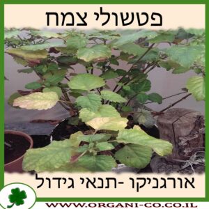 פטשולי צמח