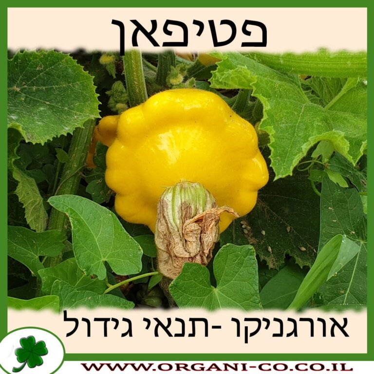 פטיפאן פטיפאן גידול צמח