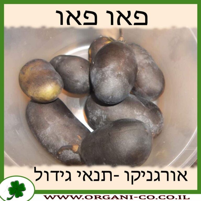 פאו פאו פאו פאו גידול צמח