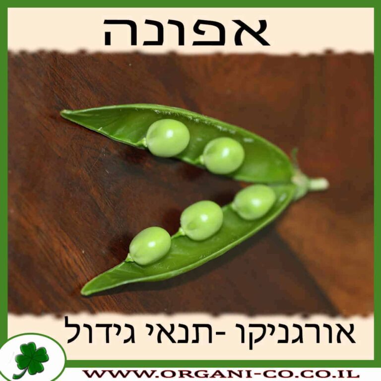 אפונה אפונה גידול צמח
