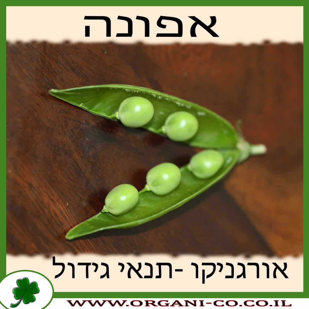 אפונה גידול צמח