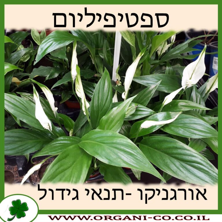 ספטיפיליום ספטיפיליום