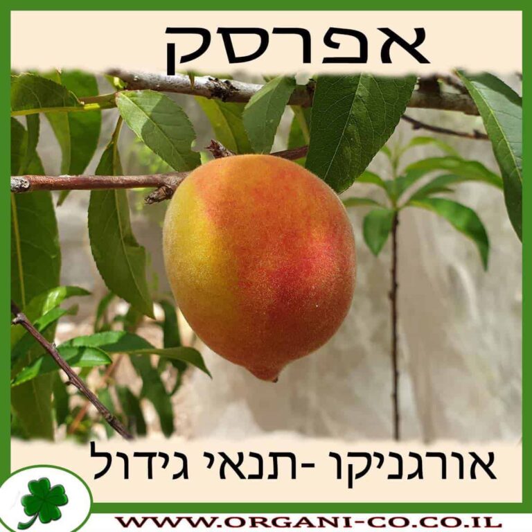 אפרסק עץ אפרסק גידול צמח