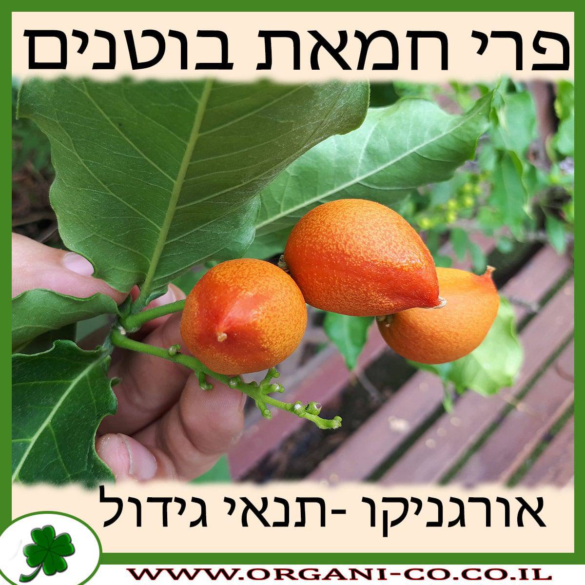 פרי חמאת בוטנים גידול צמח