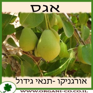 אגס גידול צמח