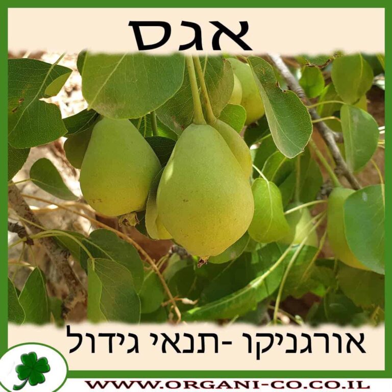 אגס עץ אגס גידול צמח