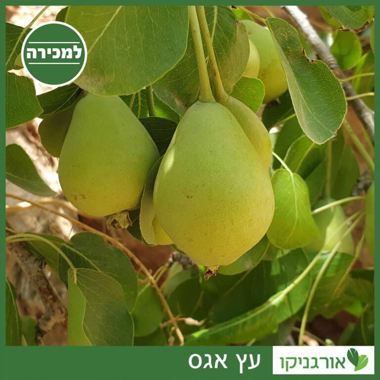 עץ אגס - למכירה - מחיר - אורגניקו