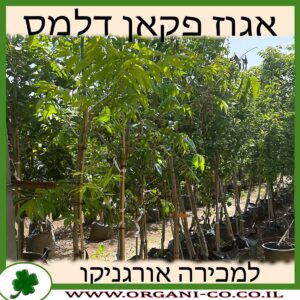 אגוז פקאן דלמס למכירה - מחיר