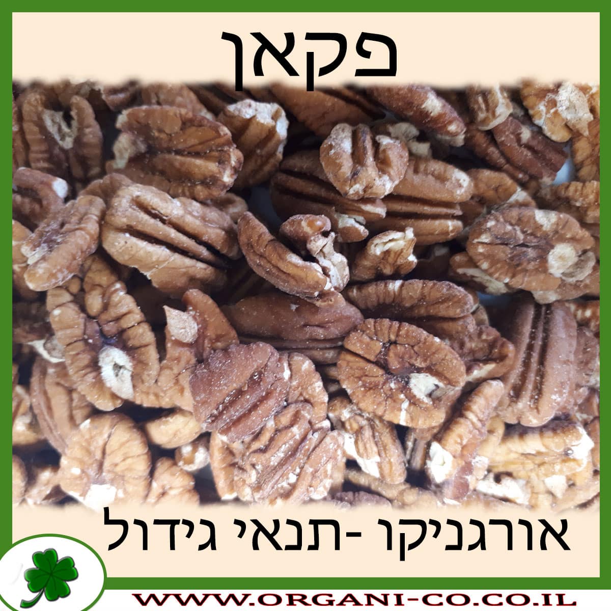 פקאן גידול צמח