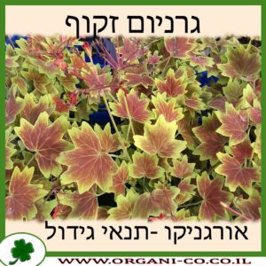 גרניום זקוף