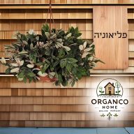 פליאוניה למכירה - מחיר