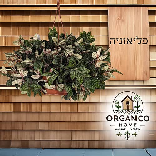 פליאוניה למכירה - מחיר