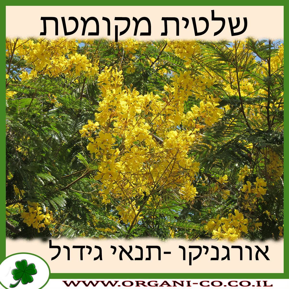 שלטית מקומטת