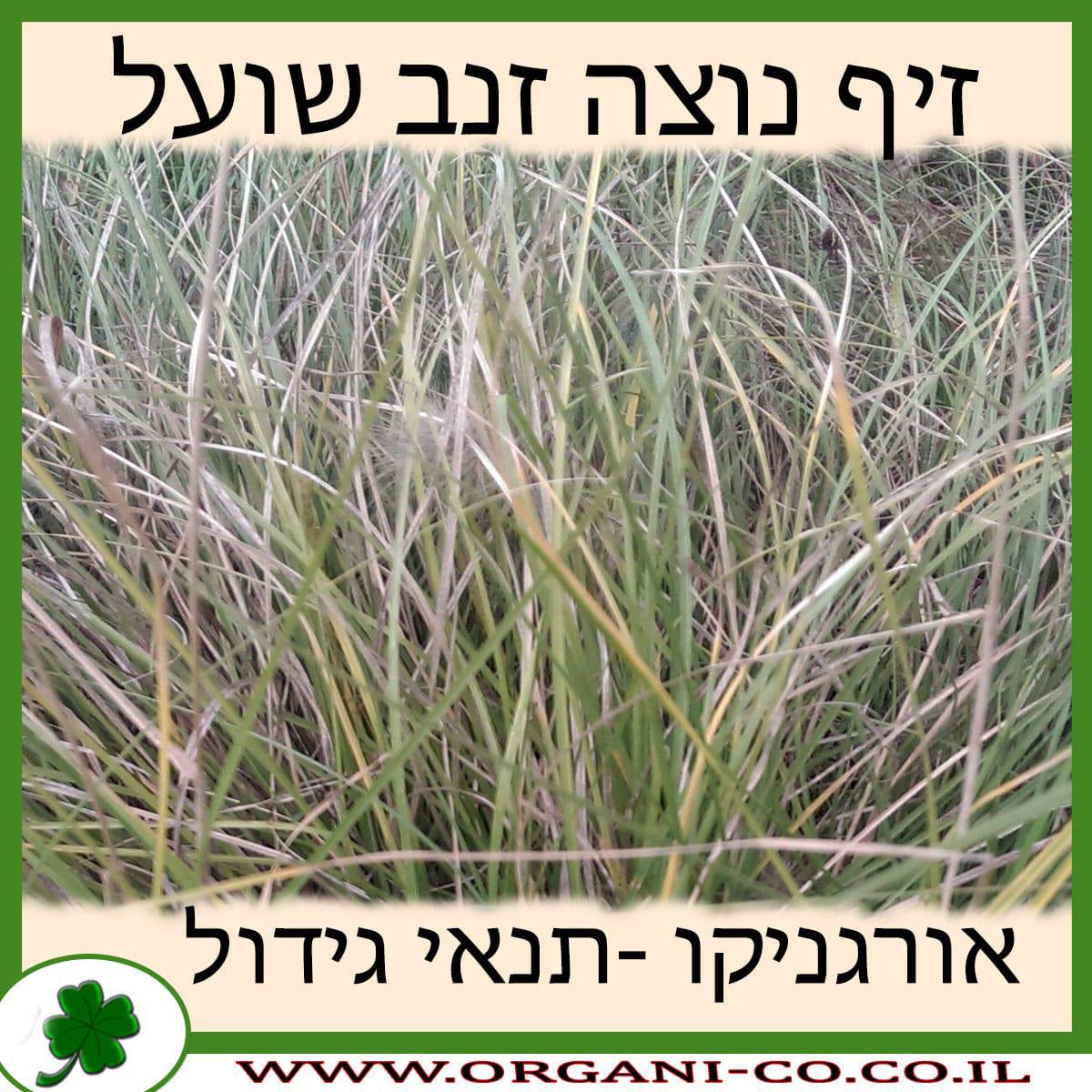 זיף נוצה זנב שועל