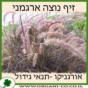 זיף נוצה ארגמני