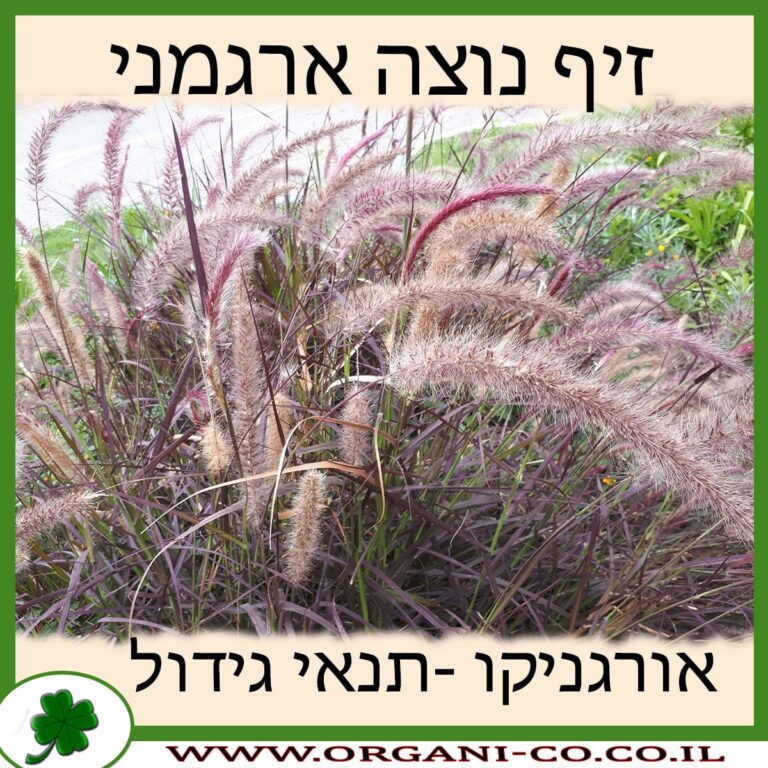 זיף נוצה ארגמני זיף נוצה ארגמני