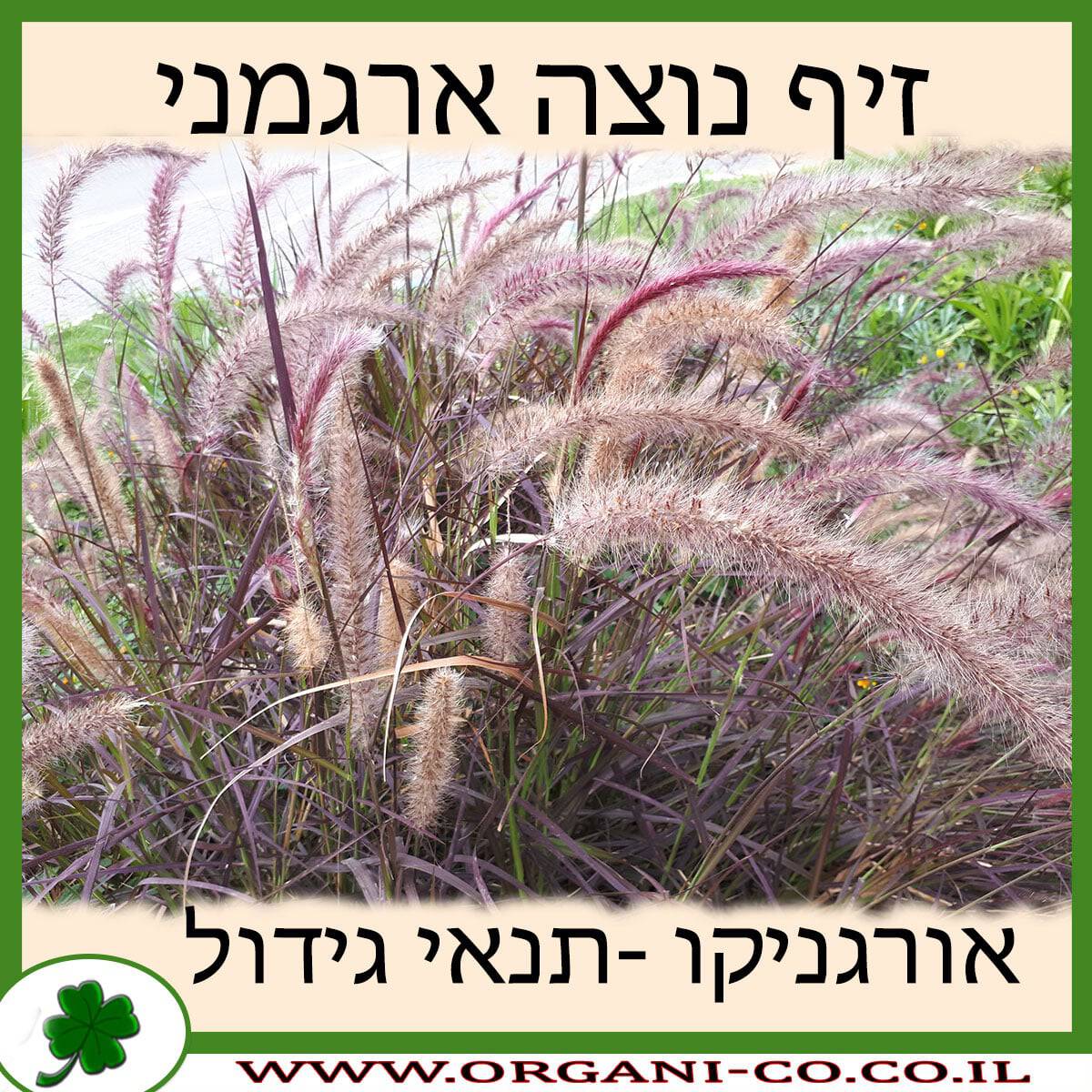 זיף נוצה ארגמני