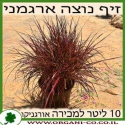 זיף נוצה ארגמני 10 ליטר