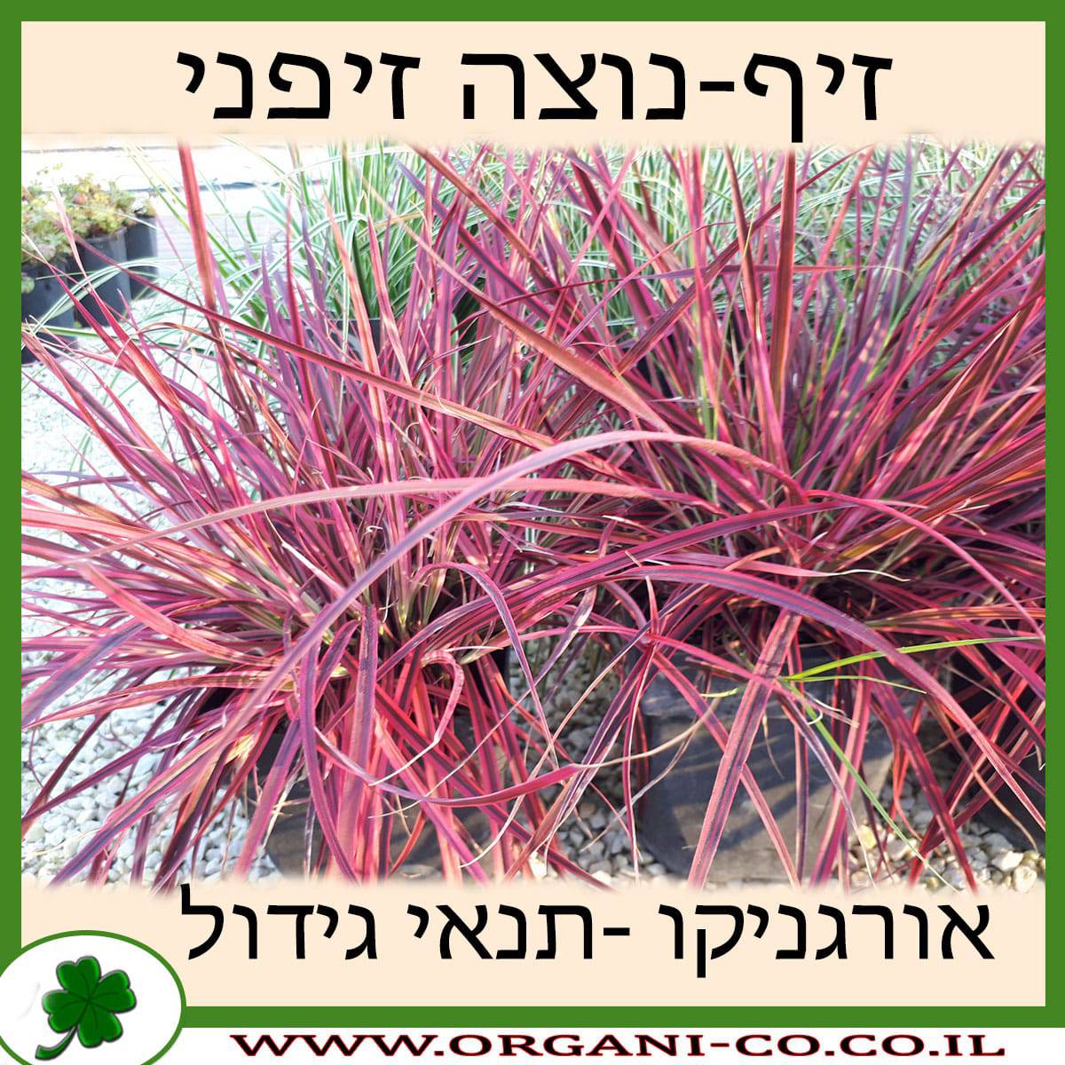 זיף-נוצה זיפני גידול צמח