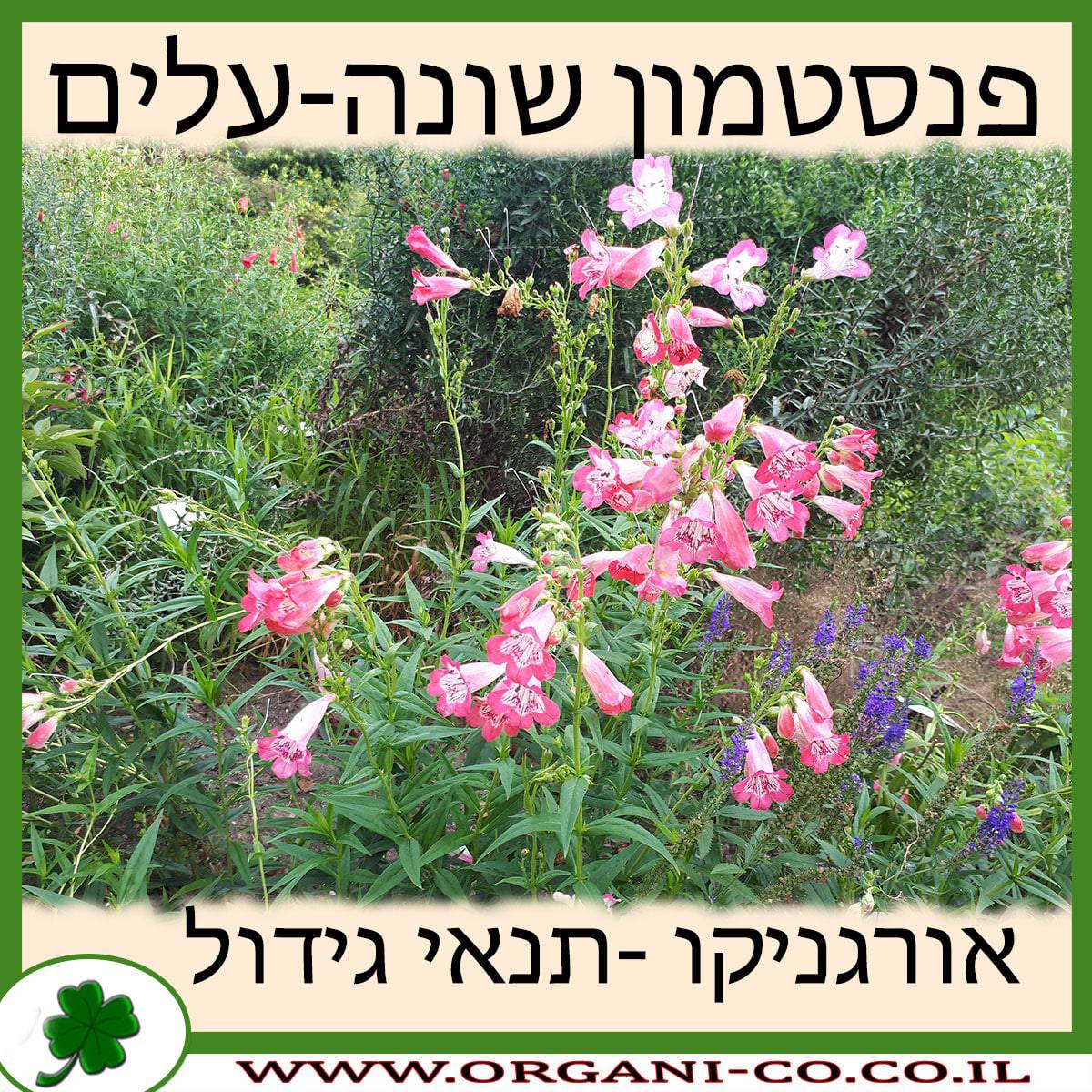 פנסטמון שונה-עלים