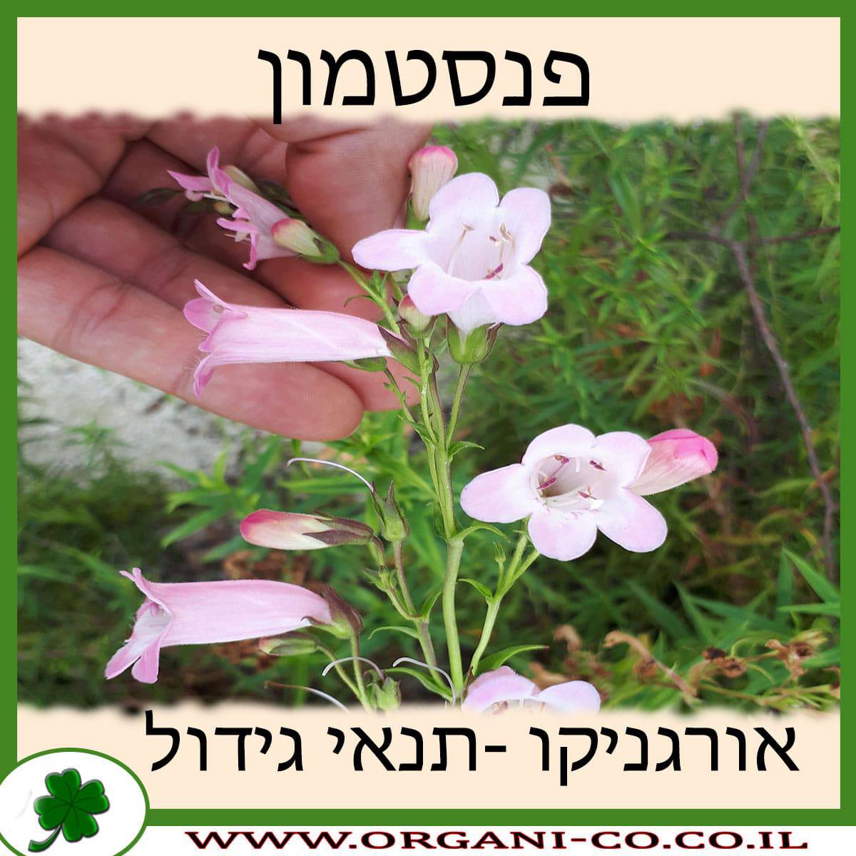 פנסטמון