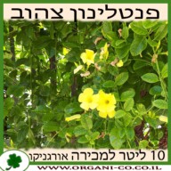 פנטלינון צהוב 10 ליטר למכירה - מחיר