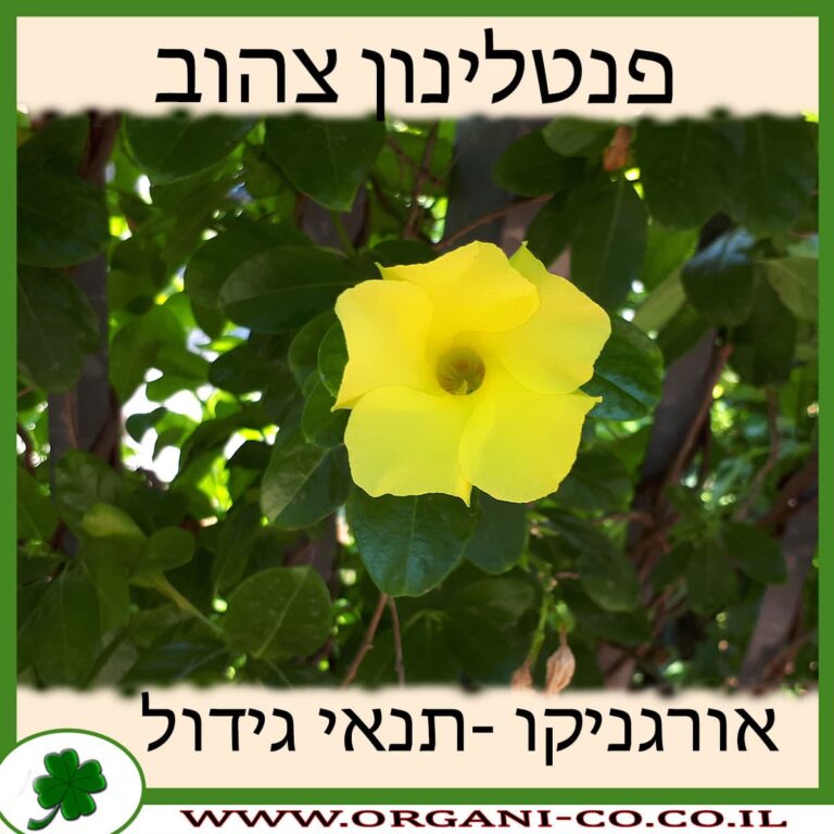 פנטלינון צהוב פנטלינון צהוב