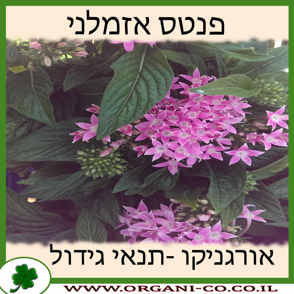 פנטס אזמלני