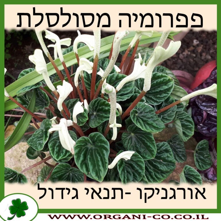 פפרומיה מסולסלת פפרומיה מסולסלת