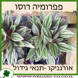 פפרומיה רוסו