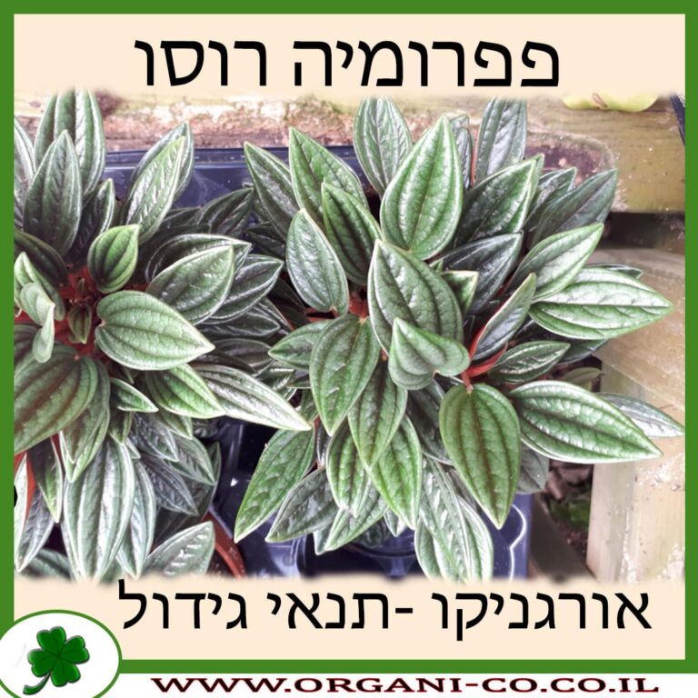 פפרומיה רוסו פפרומיה רוסו